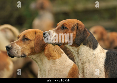 pack of english foxhounds Stock Photo