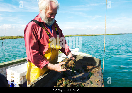 Oyster Fisherman catching Colchester Natives in West Mersea, uk Stock Photo