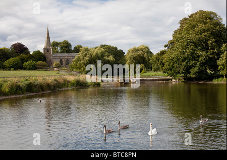 Swan with signet's on Brompton ponds in front of the All Saint's church at Brompton by Sawdon, North Yorkshire. Stock Photo