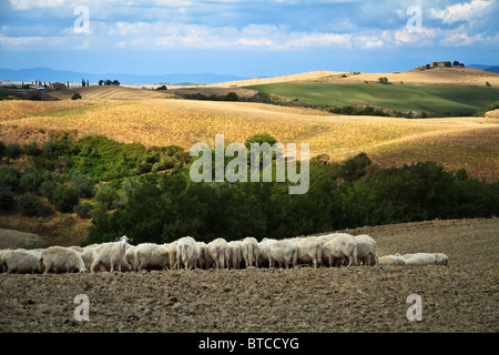 Grazing sheep in the fields of Tuscany, Italy Stock Photo - Alamy