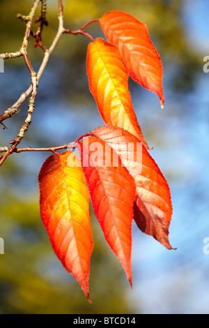 Leaves of an ornamental cherry tree turned red and gold in autumn Stock Photo