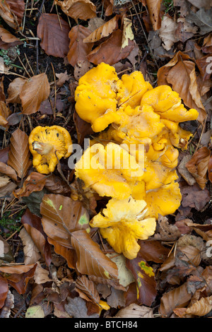 Chanterelle Girole mushrooms (Cantharellus cibarius) gowing in beech woodland, Perthshire, Scotland Stock Photo