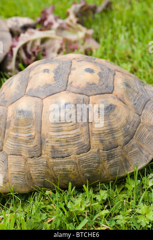 Mediterranean Spur-thighed Tortoise (Testudo graeca).  Shell or carapace. Stock Photo