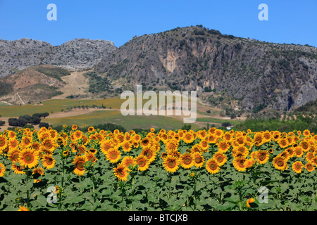 Sunflowers in a field just outside Ronda (province of Malaga) in Andalusia, Spain Stock Photo