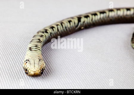 Coiled Grass Snake playing dead by lying upside down with