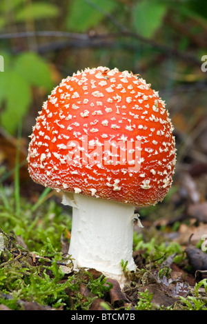 Fly agaric, Amanita muscaria. Poisonous fungus. UK