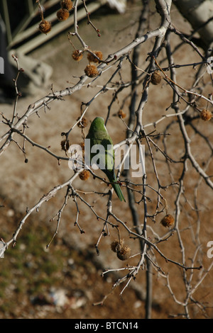 parrots feeding in tree, rome, italy Stock Photo