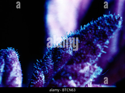 Macro close-up of a Cannabis leaf photographed with Kodak EIR color infrared transparency film. © Craig M. Eisenberg Stock Photo
