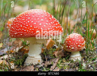 Fly agaric, Amanita muscaria. Poisonous fungus. UK Stock Photo