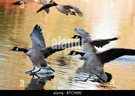 Canada geese land on the lake with Autumn colours reflecting in the water. West Midlands, UK. Stock Photo