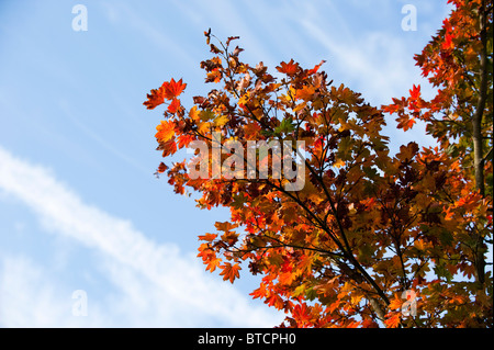Acer pseudosieboldianum ssp takesimense, Korean Maple, in autumn at Westonbirt Arboretum, United Kingdom Stock Photo