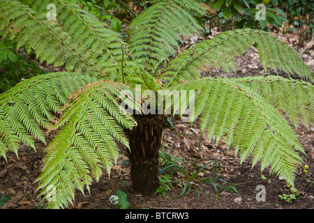 Tree Fern Cyathea sp. Spring Trelissick Garden United Kingdom Stock Photo