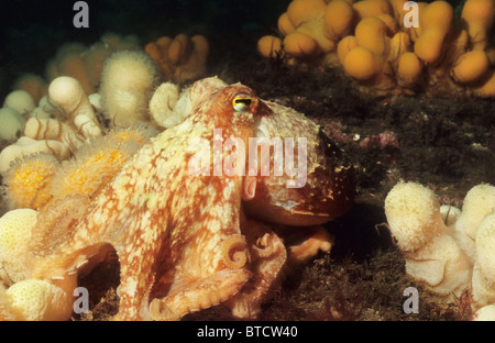 Octopus (or Curled Octopus, sitting on the sea bed, Underwater off St Abbs, Scotland. Stock Photo