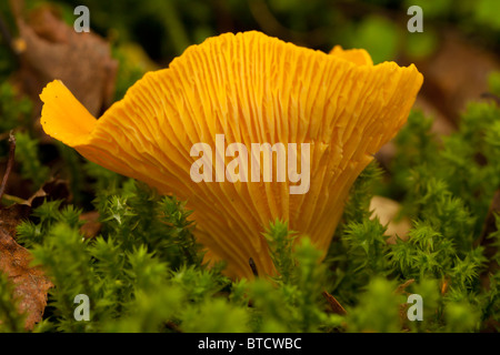 Chanterelle Girole mushrooms (Cantharellus cibarius) growing in birch woodland, Borders, Scotland Stock Photo