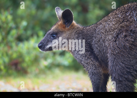 Swamp Wallaby (Wallabia bicolor) Stock Photo