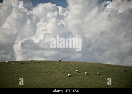 A small flock of sheep, graze on an open hillside under a cloudy sky Stock Photo