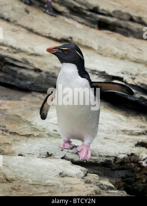 Rockhopper Penguin in Lisbon Oceanarium Stock Photo