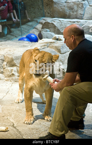 Lion in the MGM Grand Hotel, Las Vegas, Nevada Stock Photo
