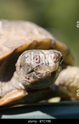 Head of an eastern box turtle (Terrapene carolina Stock Photo - Alamy