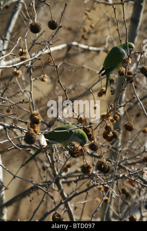 parrots feeding in tree, rome, italy Stock Photo