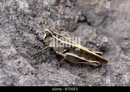 Italian Locust  -  Calliptamus italicus Stock Photo
