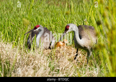 Sandhill crane on a nest with a colt (chick) in Florida Stock Photo