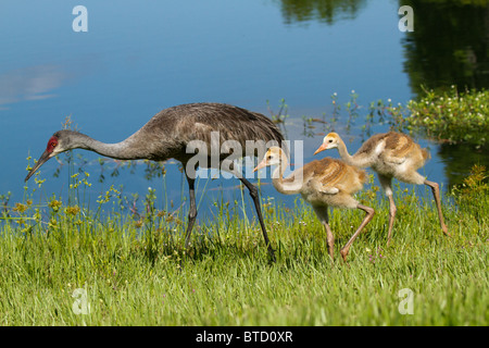 Family of sandhill cranes, grus canadensis, walking along a pond in Florida Stock Photo