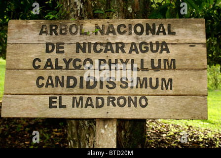 El Madrono, the national tree of Nicaragua, Lancetilla Botanical Garden ...