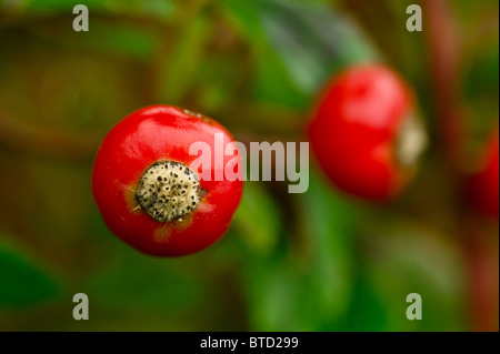 Rose hip fruit detail. Stock Photo