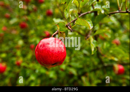 Ripe apples on tree. Stock Photo