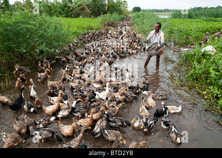 Duck farming in Alappuzha, Kerala, India. Stock Photo