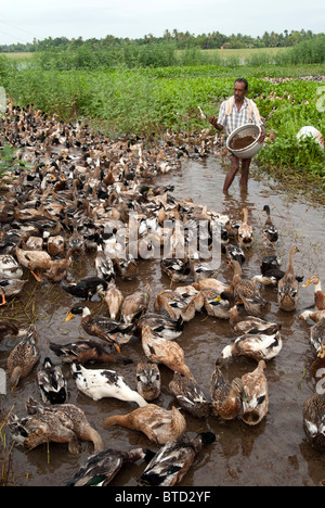 Duck farming in Alappuzha, Kerala, India. Stock Photo