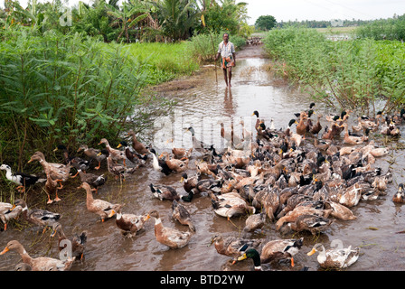 Duck farming in Alappuzha, Kerala, India Stock Photo - Alamy