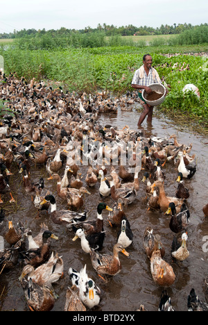 Duck farming in Alappuzha, Kerala, India. Stock Photo