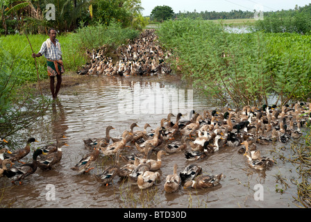 Duck farming in Alappuzha, Kerala, India. Stock Photo