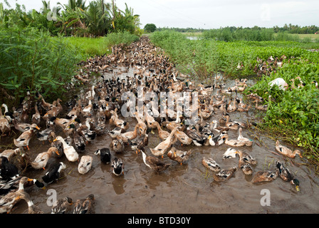 Duck farming in Alappuzha, Kerala, India. Stock Photo