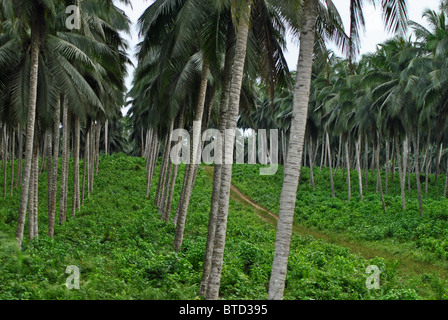 Palm oil plantation in Ivory Coast, West Africa Stock Photo