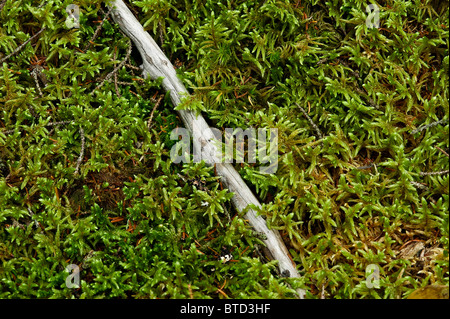 Moss growing on a forest floor, Maine, USA Stock Photo