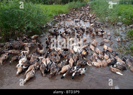 Duck farming in Alappuzha, Kerala, India. Stock Photo