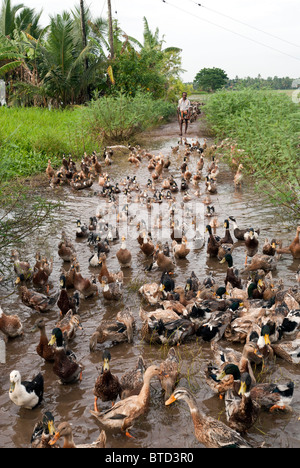 Duck farming in Alappuzha, Kerala, India. Stock Photo