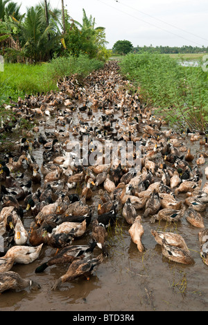 Duck farming in Alappuzha, Kerala, India. Stock Photo