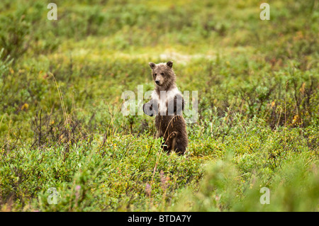 Young brown bear cub stands to search of its mother in Sable Pass, Denali National Park and Preserve, Interior Alaska, Summer Stock Photo