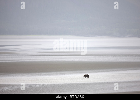 Brown bear wading in shallow waters and mud flats of Turnagain Arm  at low tide near Bird Point, Kenai Peninsula, Alaska Stock Photo