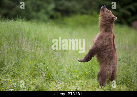 Brown bear standing upright and sniffing the air, Prince William Sound, Chugach Mountains, Chugach National Forest, Alaska, Stock Photo