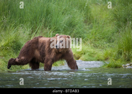 Brown Bear wades through a stream near Prince William Sound, Chugach Mountains, Chugach National Forest, Alaska Stock Photo