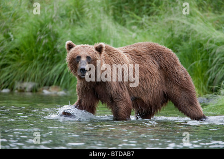 Brown bear fishing for salmon in a stream near Prince William Sound, Chugach Mountains, Chugach National Forest, Alaska Stock Photo