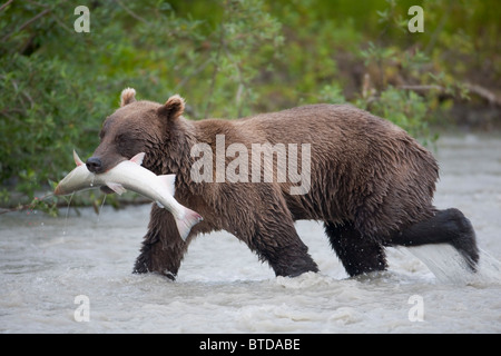 Brown bear walking in Copper River with a Coho salmon in its mouth during Summer, Chugach National Forest, Southcentral