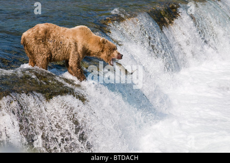 Adult Brown Bear fishing for salmon at top of  Brooks Falls, Katmai National Park, Southwest Alaska, Summer Stock Photo