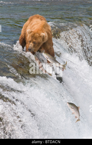 Adult Brown Bear fishing for salmon at top of  Brooks Falls, Katmai National Park, Southwest Alaska, Summer Stock Photo