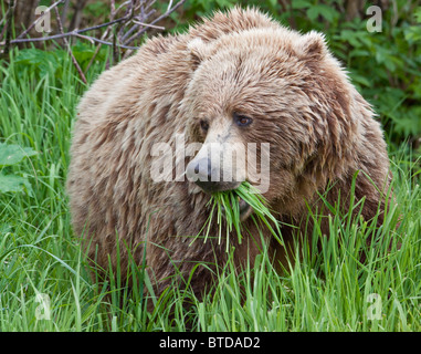 A female Brown Bear feeds on sedge grasses near the shore of Geographic Harbor, Katmai National Park, Southwest Alaska, Summer Stock Photo